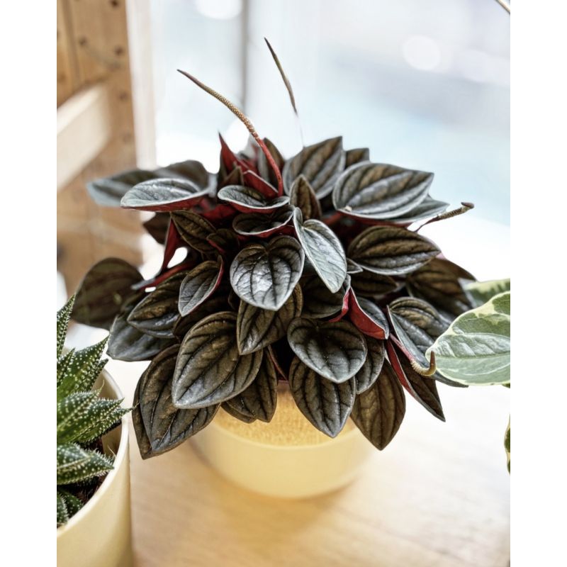 Peperomia 'Punto Grigio' - peperomia
