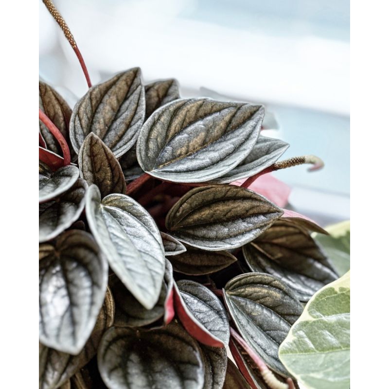 Peperomia 'Punto Grigio' - peperomia