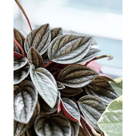 Peperomia 'Punto Grigio' - peperomia
