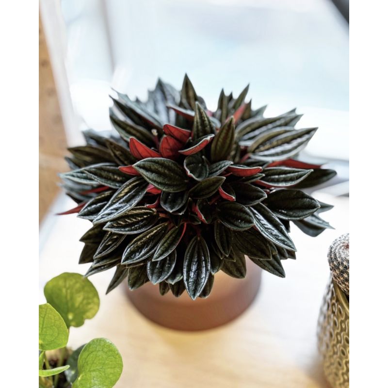 Peperomia caperata 'Rosso' - peperomia kędzierzawa
