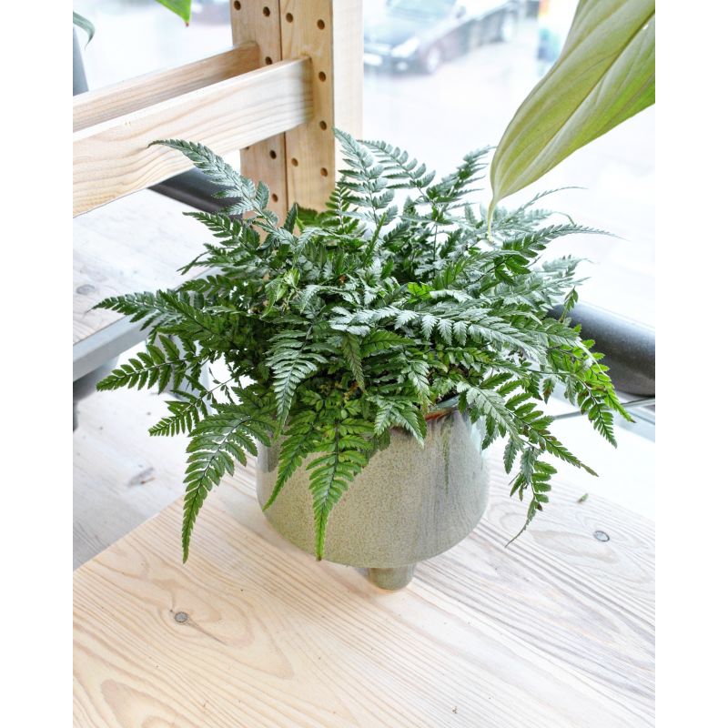 Polystichum tsus-simense - paprotnik chiński