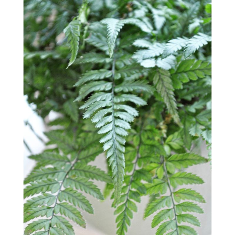 Polystichum tsus-simense - paprotnik chiński
