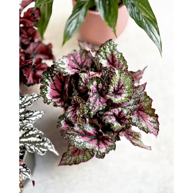 Begonia rex 'Purple Blush' - begonia królewska