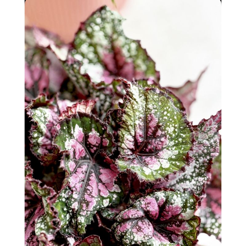 Begonia rex 'Purple Blush' - begonia królewska