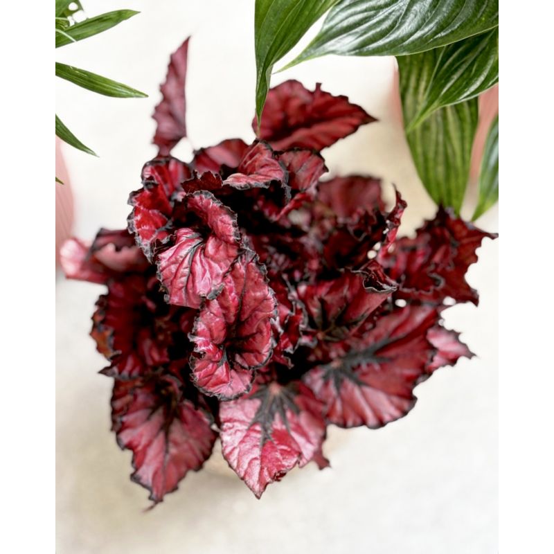 Begonia rex 'Kohala Red' - begonia królewska