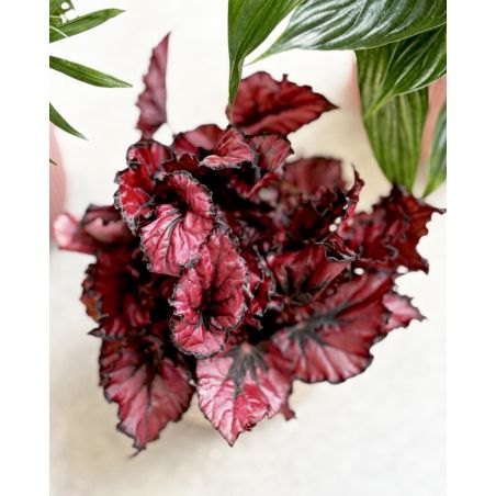 Begonia rex 'Kohala Red' - begonia królewska