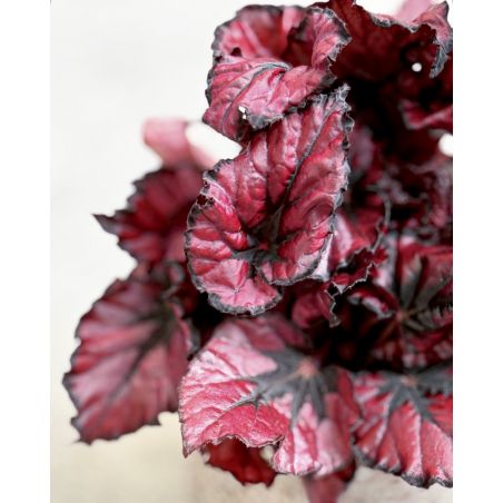 Begonia rex 'Kohala Red' - begonia królewska