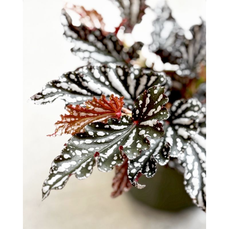 Begonia maculata 'Spotlight Night' - begonia plamista