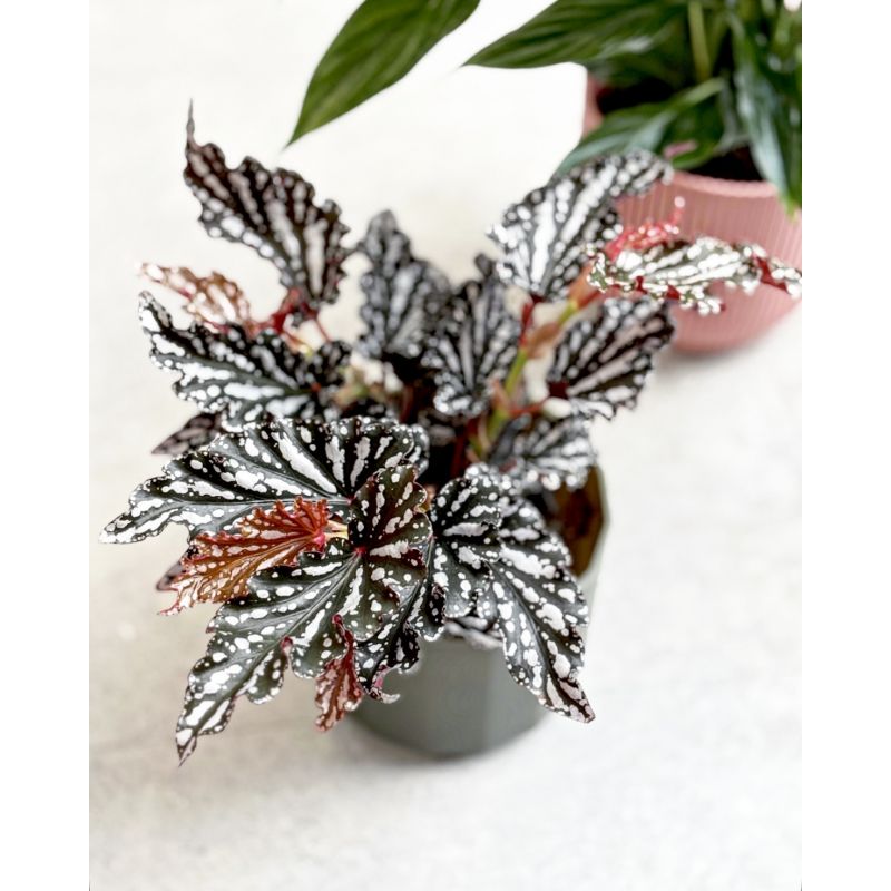 Begonia maculata 'Spotlight Night' - begonia plamista