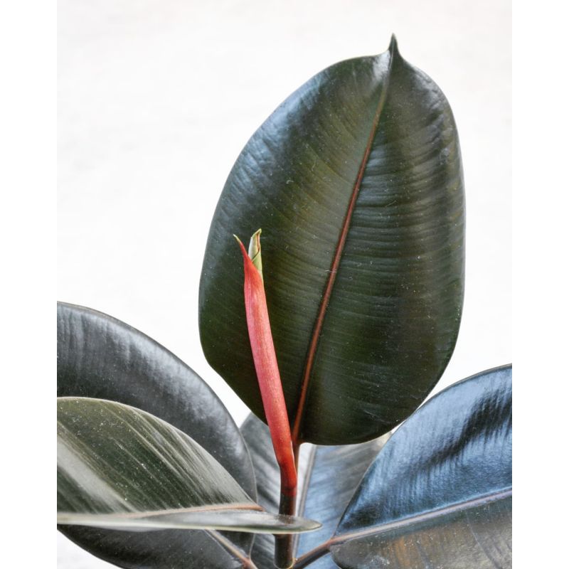 Ficus elastica 'Abidjan' - figowiec sprężysty