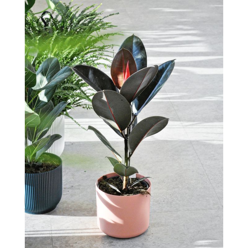 Ficus elastica 'Abidjan' - figowiec sprężysty