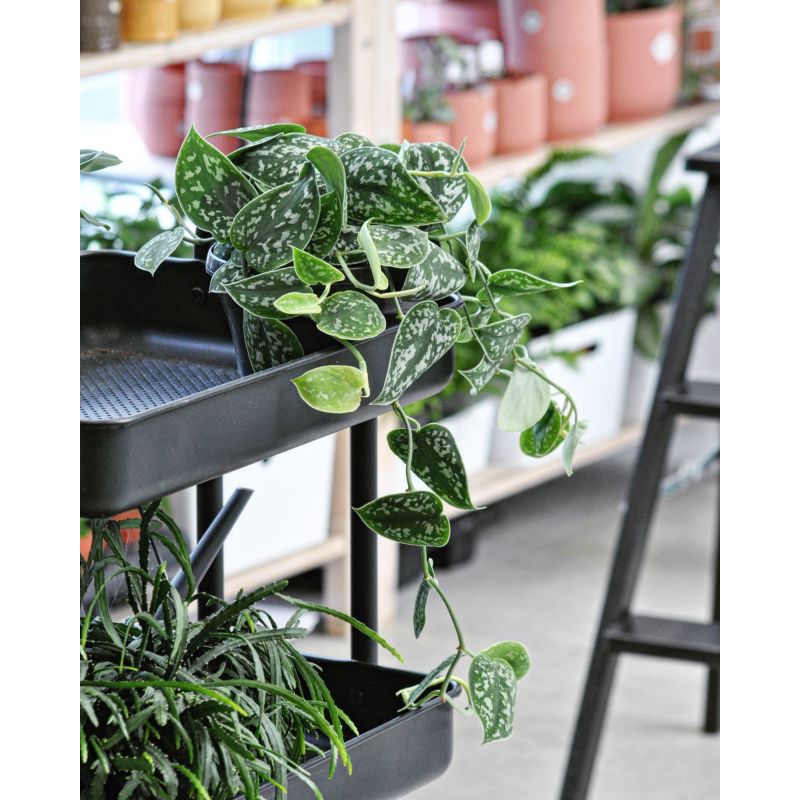 Scindapsus pictus 'Argyraeus' - scindapsus pstry