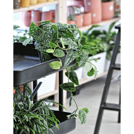 Scindapsus pictus 'Argyraeus' - scindapsus pstry