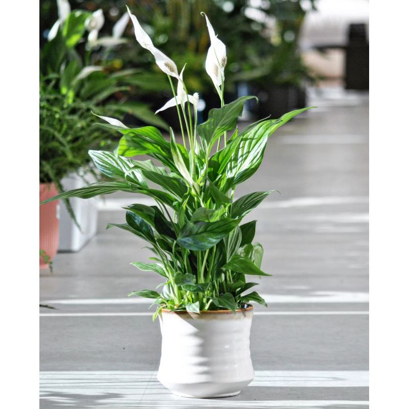 Spathiphyllum 'Sweet Chico' - skrzydłokwiat