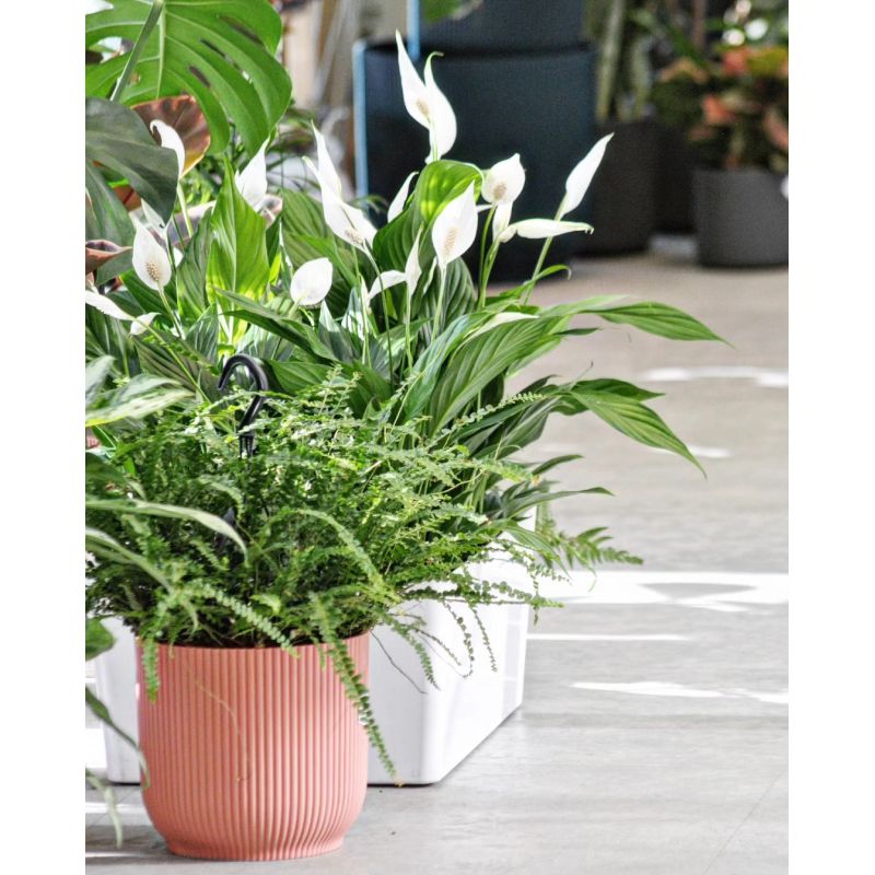 Spathiphyllum 'Sweet Chico' - skrzydłokwiat