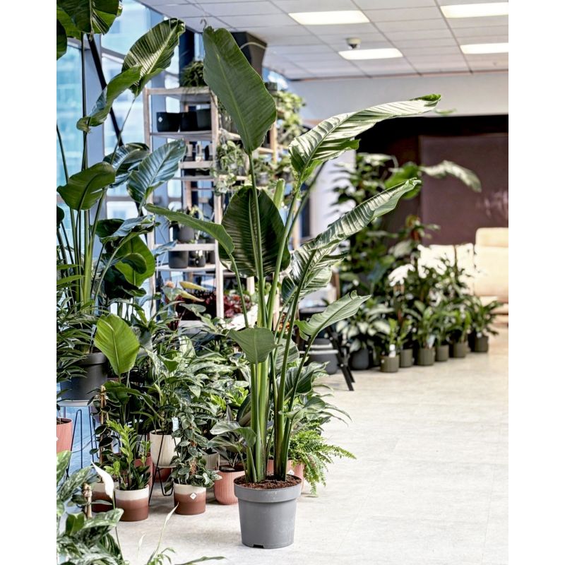 Strelitzia nicolai - strelicja biała