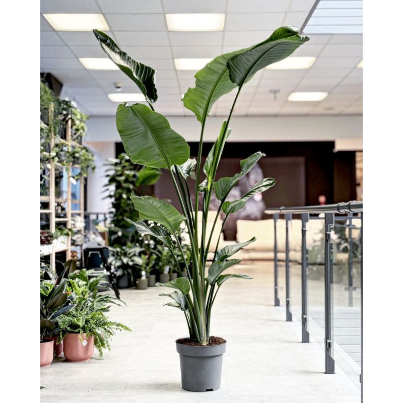 Strelitzia nicolai - strelicja biała