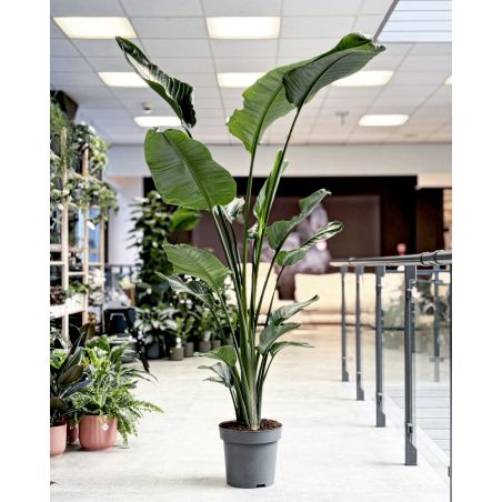 Strelitzia nicolai - strelicja biała