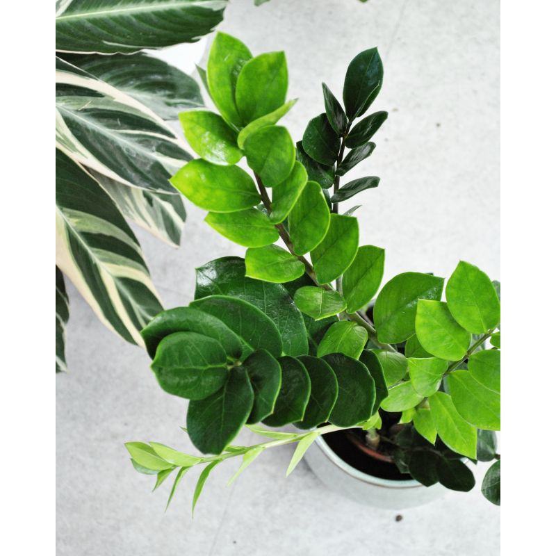 Zamioculcas zamiifolia - zamiokulkas zamiolistny