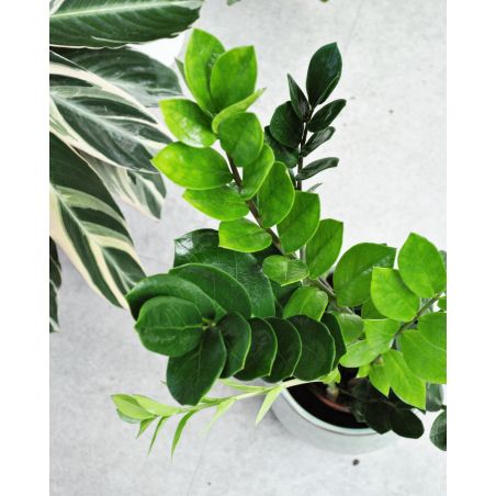 Zamioculcas zamiifolia - zamiokulkas zamiolistny