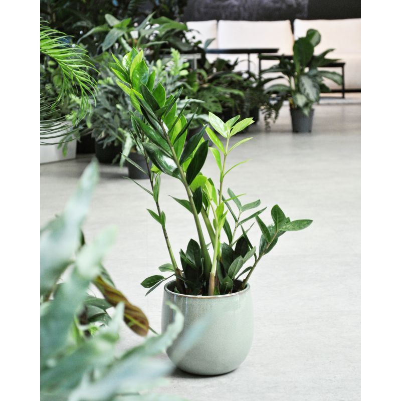 Zamioculcas zamiifolia - zamiokulkas zamiolistny