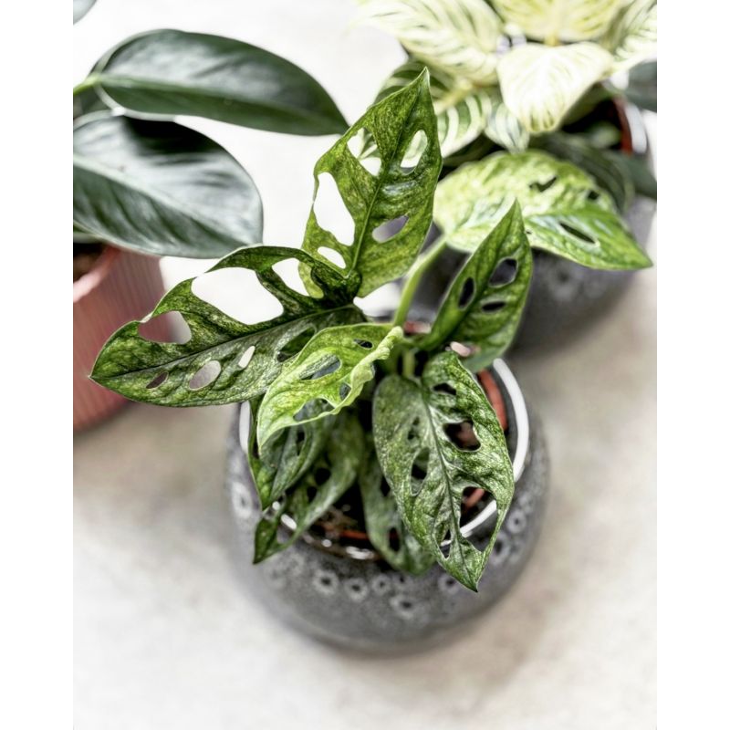 Monstera adansonii 'Mint' - monstera Adansona