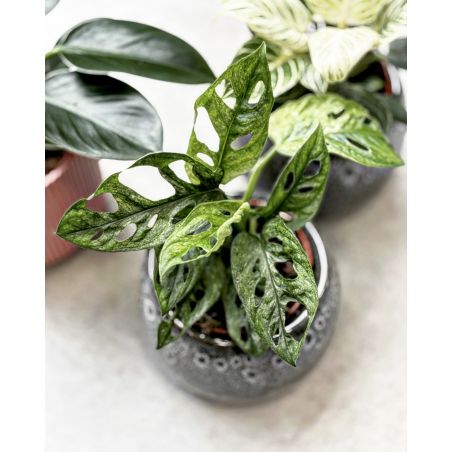 Monstera adansonii 'Mint' - monstera Adansona