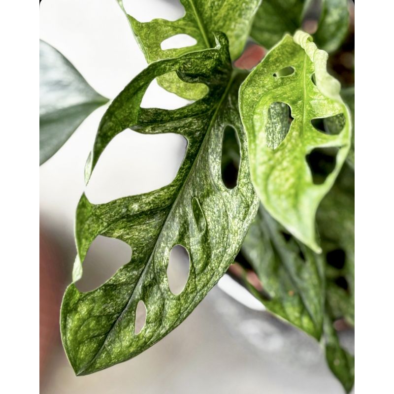 Monstera adansonii 'Mint' - monstera Adansona