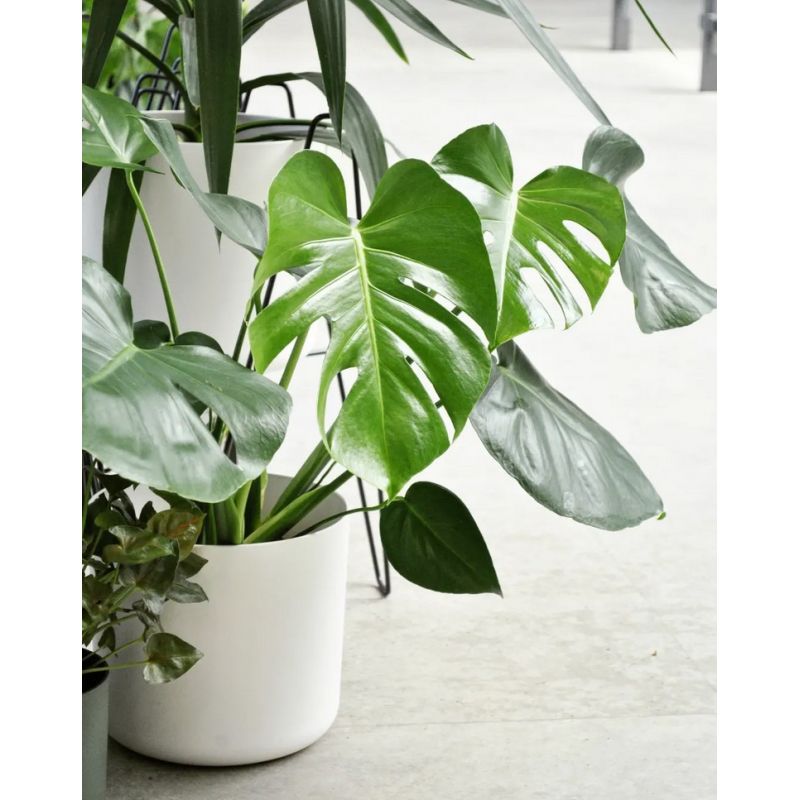 Monstera deliciosa - monstera dziurawa