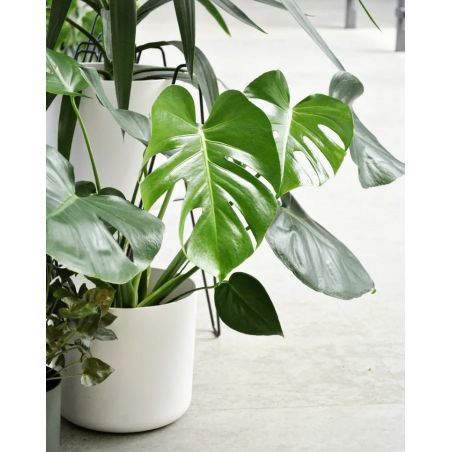 Monstera deliciosa - monstera dziurawa