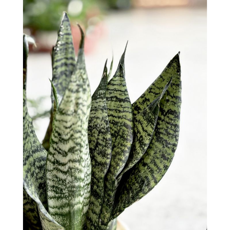 Sansevieria zeylanica - wężownica