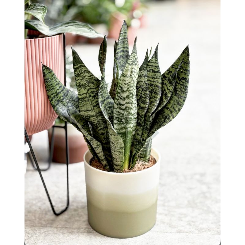 Sansevieria zeylanica - wężownica