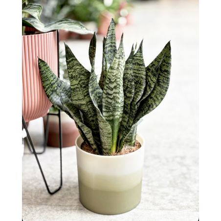 Sansevieria zeylanica - wężownica