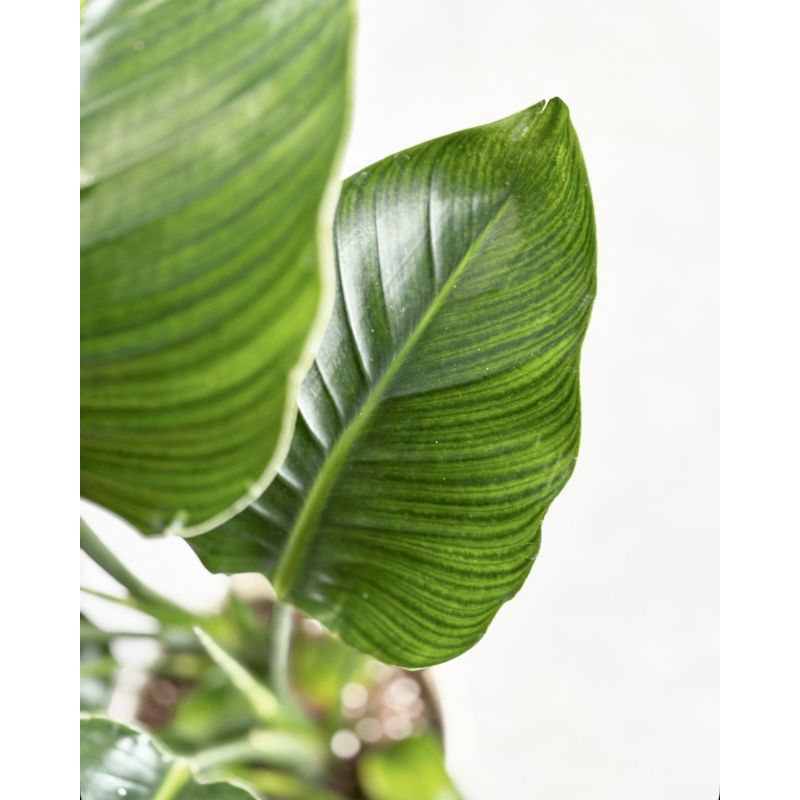 Strelitzia nicolai - strelicja biała