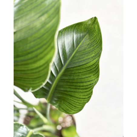 Strelitzia nicolai - strelicja biała