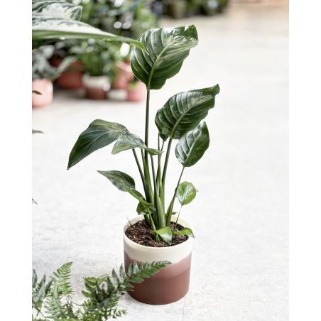 Strelitzia nicolai - strelicja biała