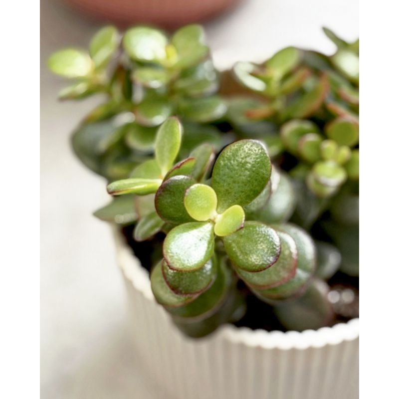 Crassula ovata 'Minor' - grubosz