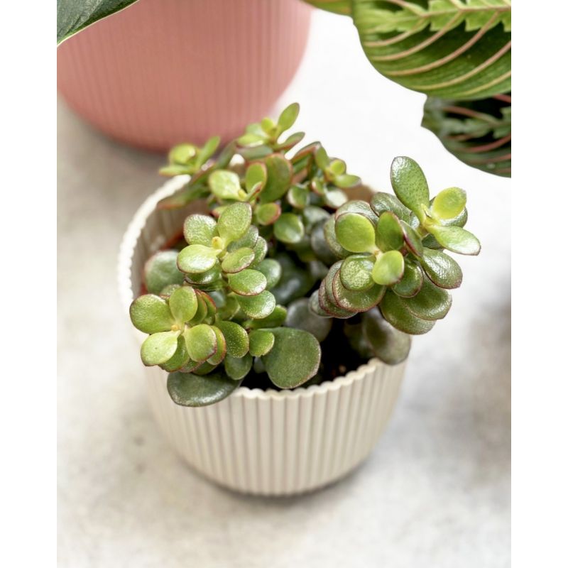 Crassula ovata 'Minor' - grubosz