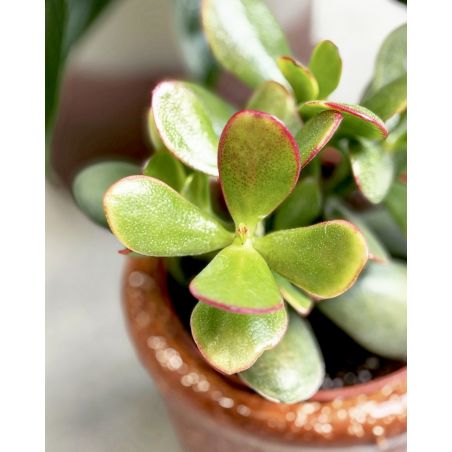 Crassula ovata 'Sunset' - grubosz