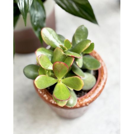 Crassula ovata 'Sunset' - grubosz