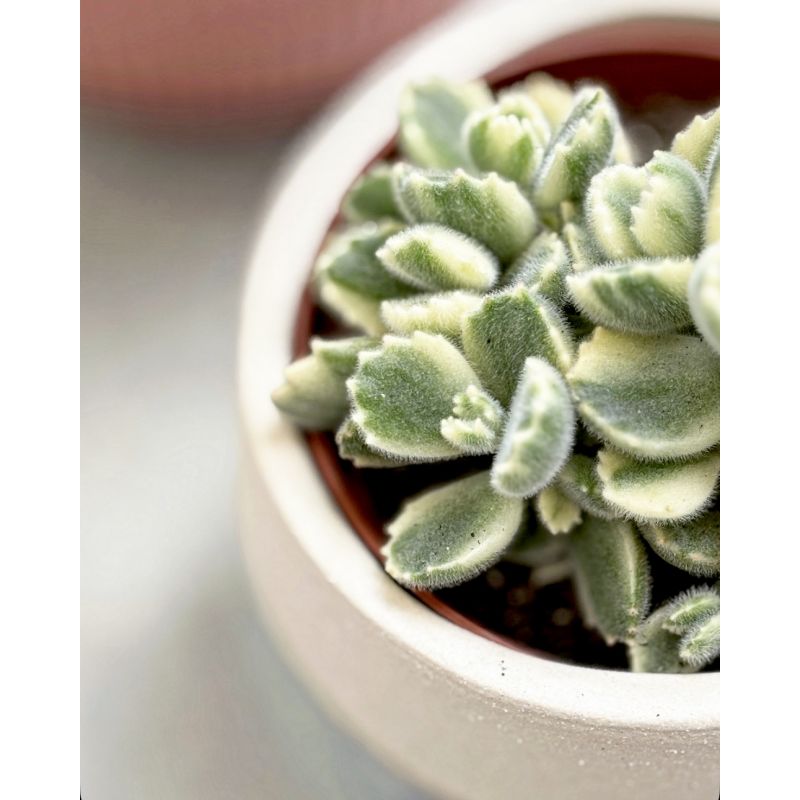 Cotyledon ladismithiensis 'Variegata' - łapa niedźwiedzia