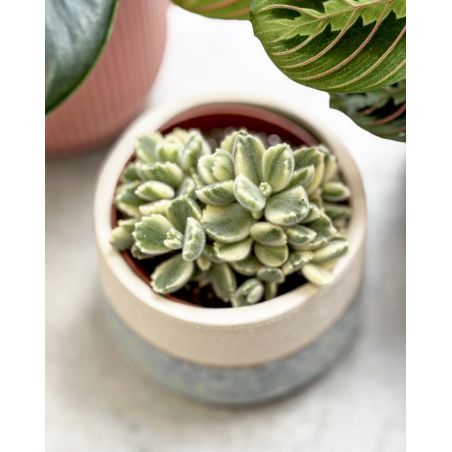 Cotyledon ladismithiensis 'Variegata' - łapa niedźwiedzia