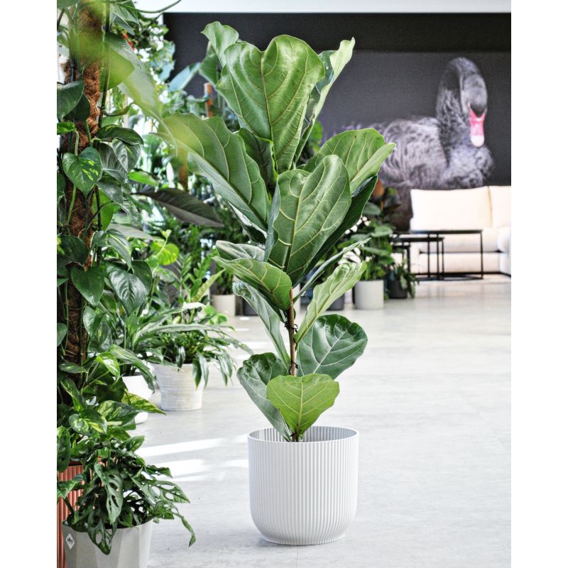 Ficus lyrata - figowiec dębolistny