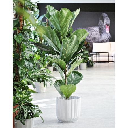 Ficus lyrata - figowiec dębolistny