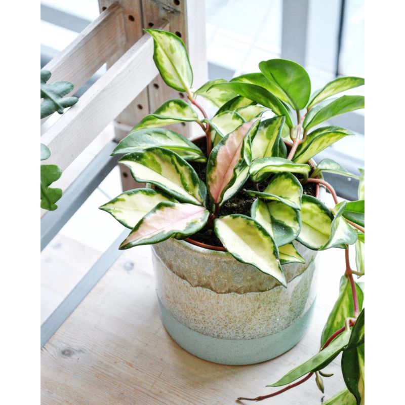 Hoya carnosa 'Tricolor' - hoja różowa