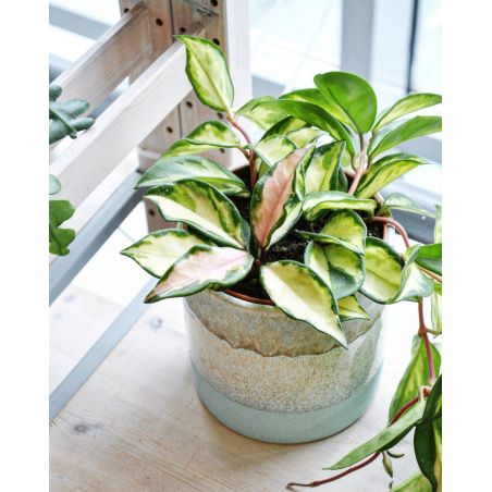 Hoya carnosa 'Tricolor' - hoja różowa