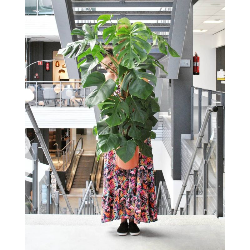 Monstera deliciosa - monstera dziurawa