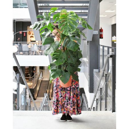 Monstera deliciosa - monstera dziurawa