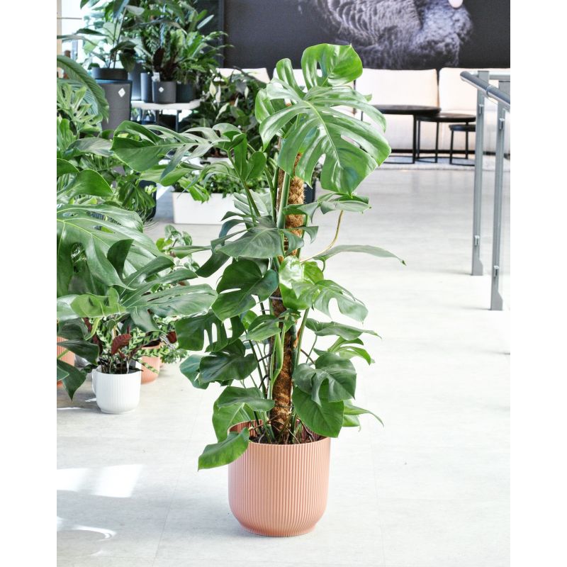 Monstera deliciosa - monstera dziurawa