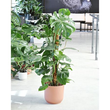 Monstera deliciosa - monstera dziurawa